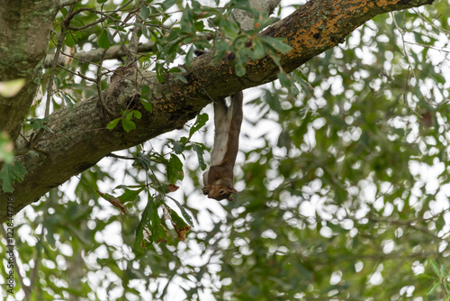 energetic squirrel