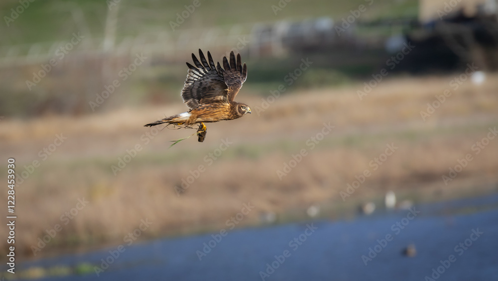 Obraz premium A northern harrier 