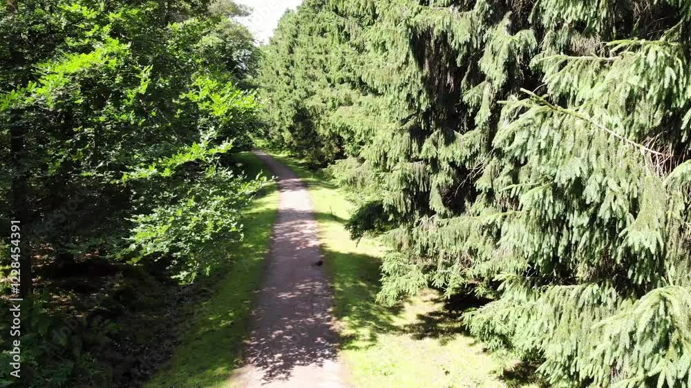 Winding gravel path meandering through lush green forest in Staple Hill, part of the Blackdown Hills AONB on a sunny summer day Winding gravel path meandering through lush green forest in Staple Hill, part of the Blackdown Hills AONB on a sunny summer day