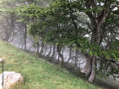 Floresta e nebliona