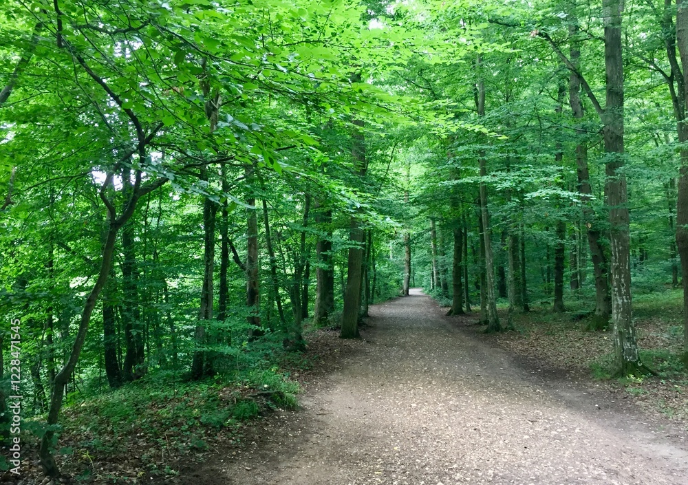 Fototapeta premium Caminho na floresta.