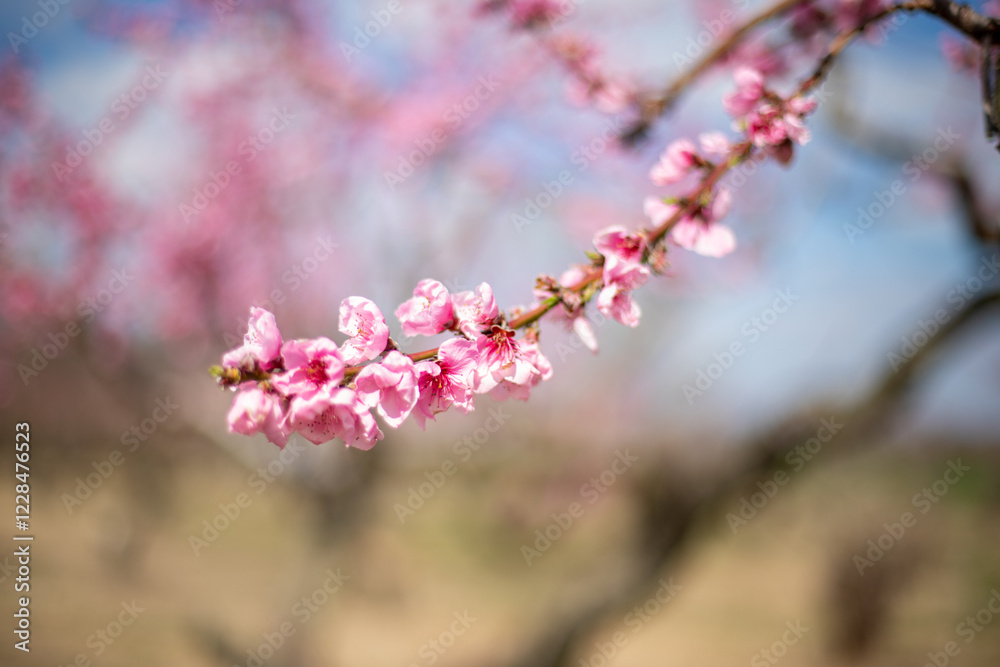 pruned blooming pink peach tree blossoms in spring at an orchard in southern Maryland USA pruned blooming pink peach tree blossoms in spring at an orchard in southern Maryland USA