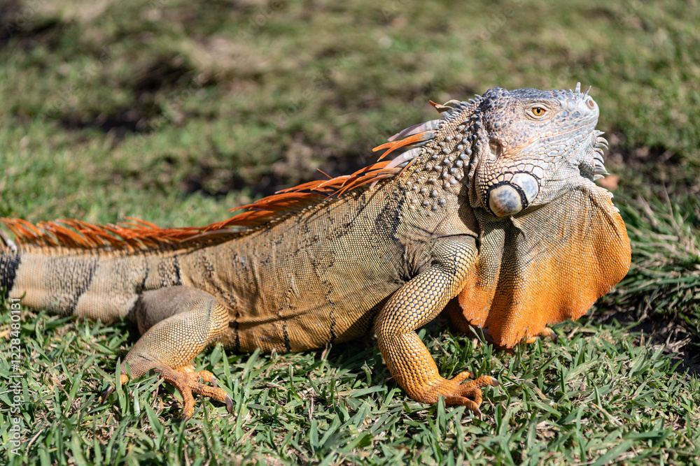 Exotic reptile animal. Wildlife fauna. Reptile animal in tropical rainforest. Wildlife zoo jungle. Iguana lizard in jungle. American iguana herbivorous lizard. Exotic iguana reptile. Iguana species Exotic reptile animal. Wildlife fauna. Reptile animal in tropical rainforest. Wildlife zoo jungle. Iguana lizard in jungle. American iguana herbivorous lizard. Exotic iguana reptile. Iguana species