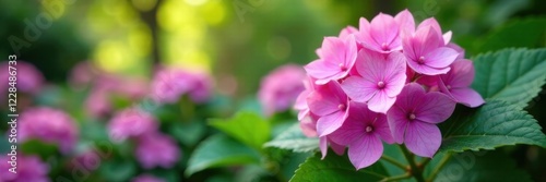 Hydrangea Blooms in Garden , greenery, garden flowers