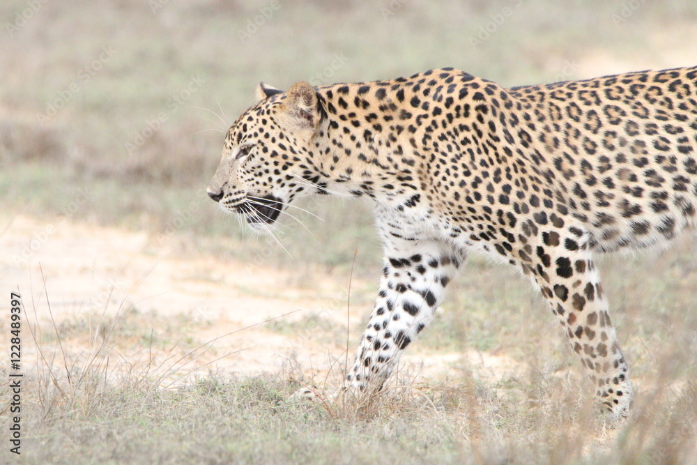 Obraz premium Sri Lankan Leopards in the Wild, Wilpattu National Park