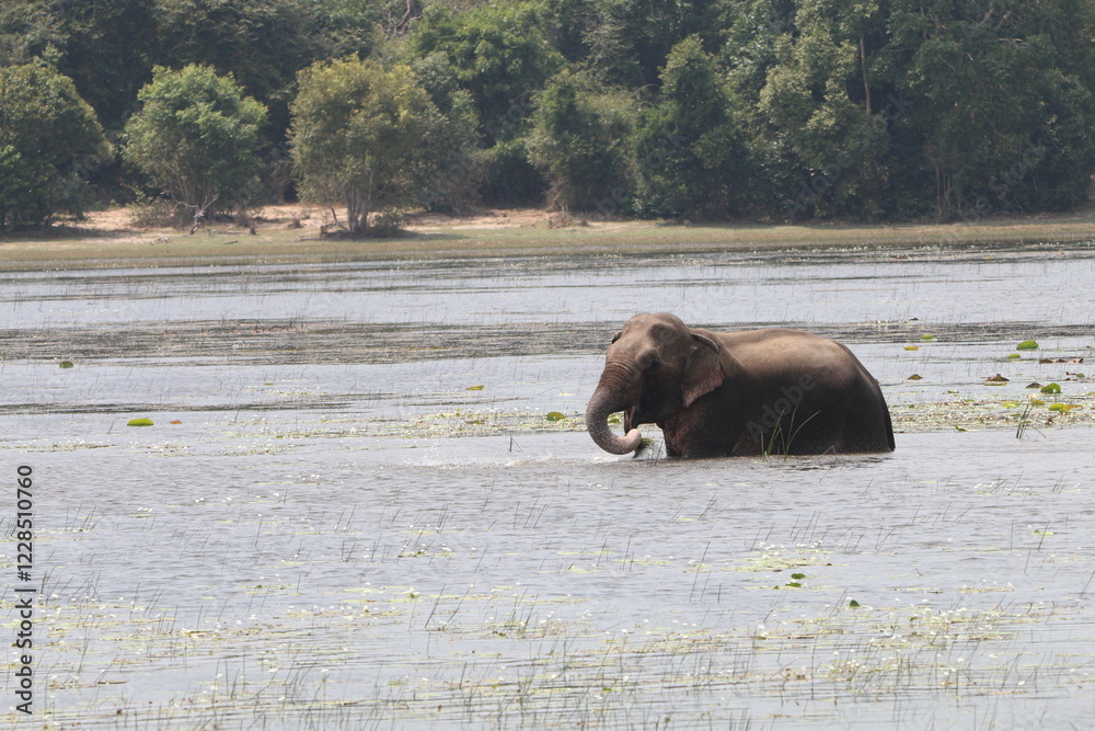 Sri Lankan Elephants in the Wild, Wilpattu National Park. Sri Lankan Elephants in the Wild, Wilpattu National Park.