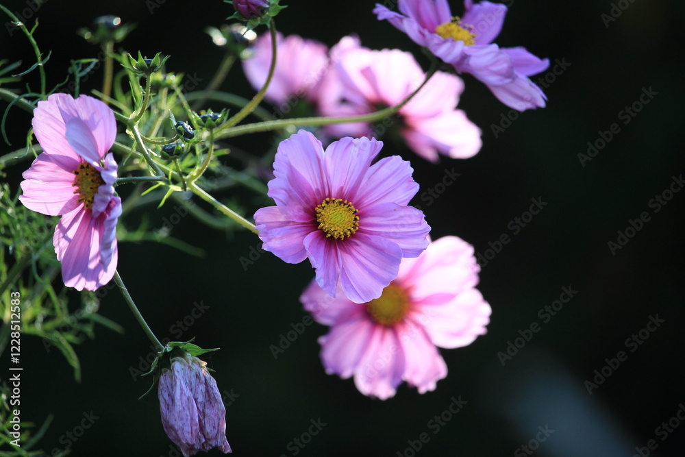 Fototapeta premium purple and white flowers