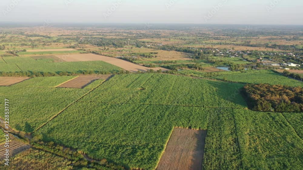 Expansive Sugarcane Farm Landscape Under Clear Sky Expansive Sugarcane Farm Landscape Under Clear Sky