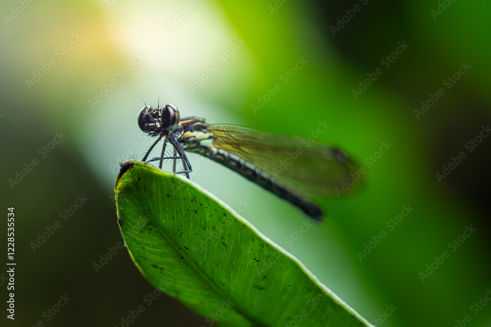 Damselflies, or dragonfly, Rhinocypha who is perched on green leaves. Photographed with eye level angle in a forest park Damselflies, or dragonfly, Rhinocypha who is perched on green leaves. Photographed with eye level angle in a forest park