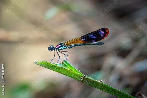 Damselflies, or dragonfly, Rhinocypha who is perched on green leaves. Photographed with eye level angle in a forest park photo