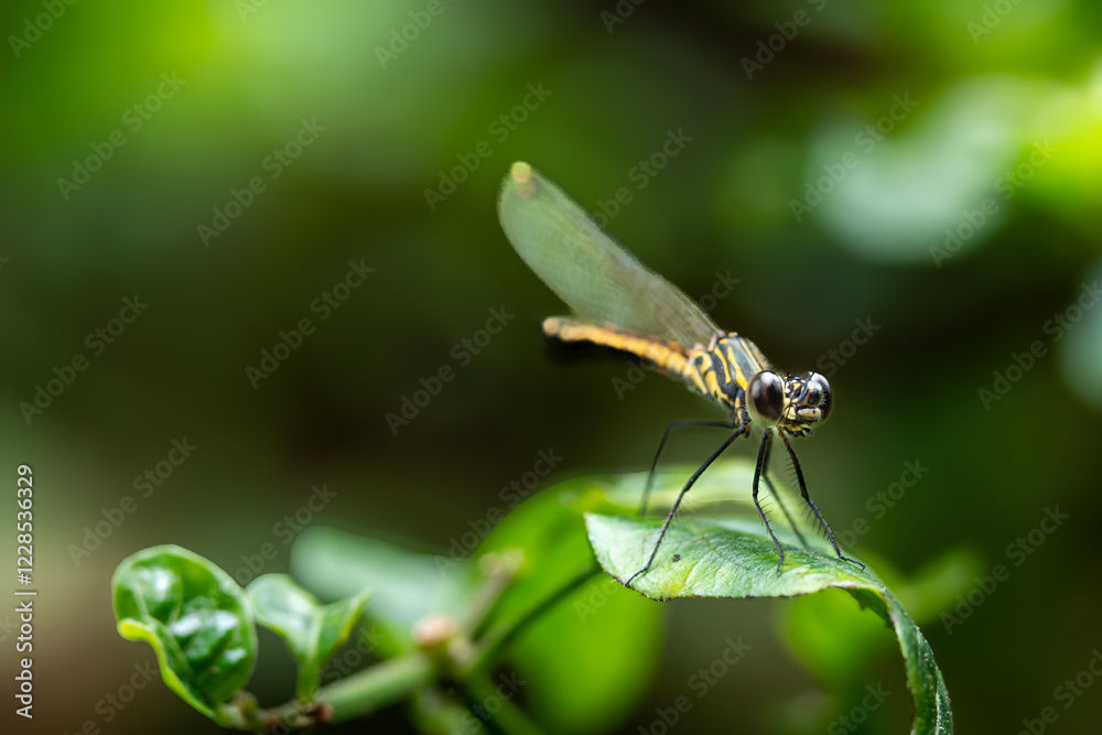 Damselflies, or dragonfly, Rhinocypha who is perched on green leaves. Photographed with eye level angle in a forest park Damselflies, or dragonfly, Rhinocypha who is perched on green leaves. Photographed with eye level angle in a forest park