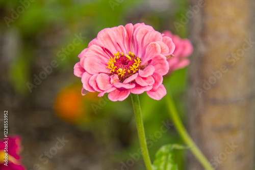A Pink Zinnia in Bloom