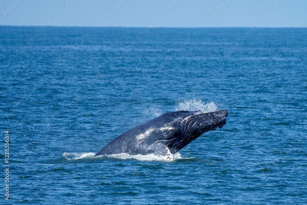 Humpback whale jumping Humpback whale jumping