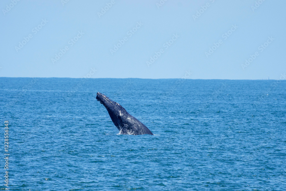 Fototapeta premium Humpback whale jumping out of water 5