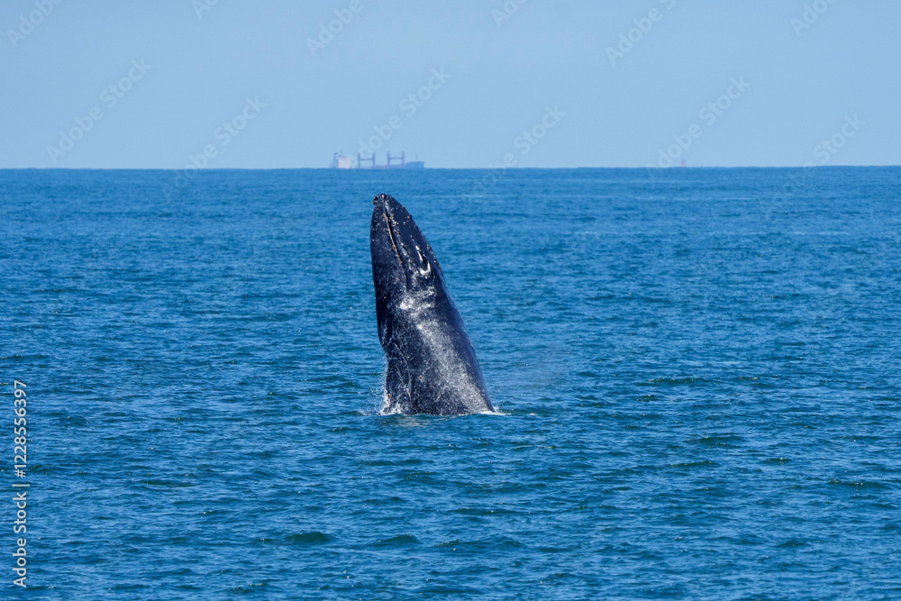 Fototapeta premium Humpback whale jumping out of water 3
