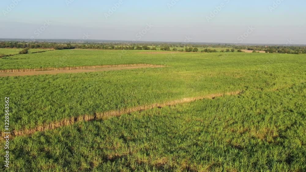 Expansive Sugarcane Field Under Clear Blue Sky and Green Landscape Expansive Sugarcane Field Under Clear Blue Sky and Green Landscape