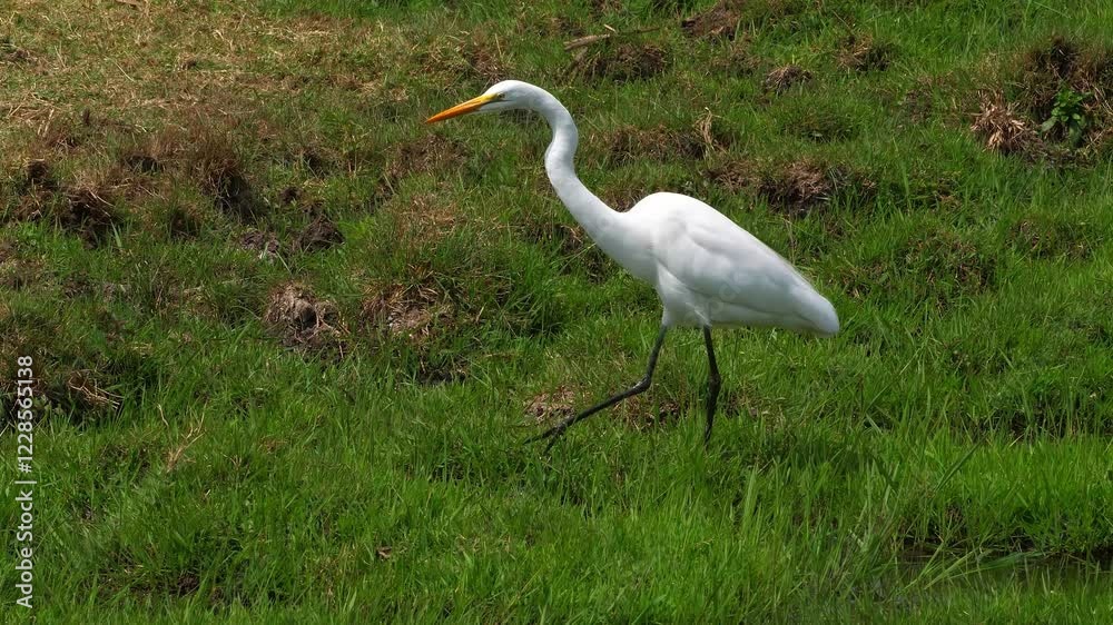 Great Egret wading in lush green grassy wetland habitat. Great Egret wading in lush green grassy wetland habitat.