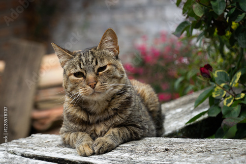 Gato domestico descansando sobre tablas de madera con fondo desenfocado