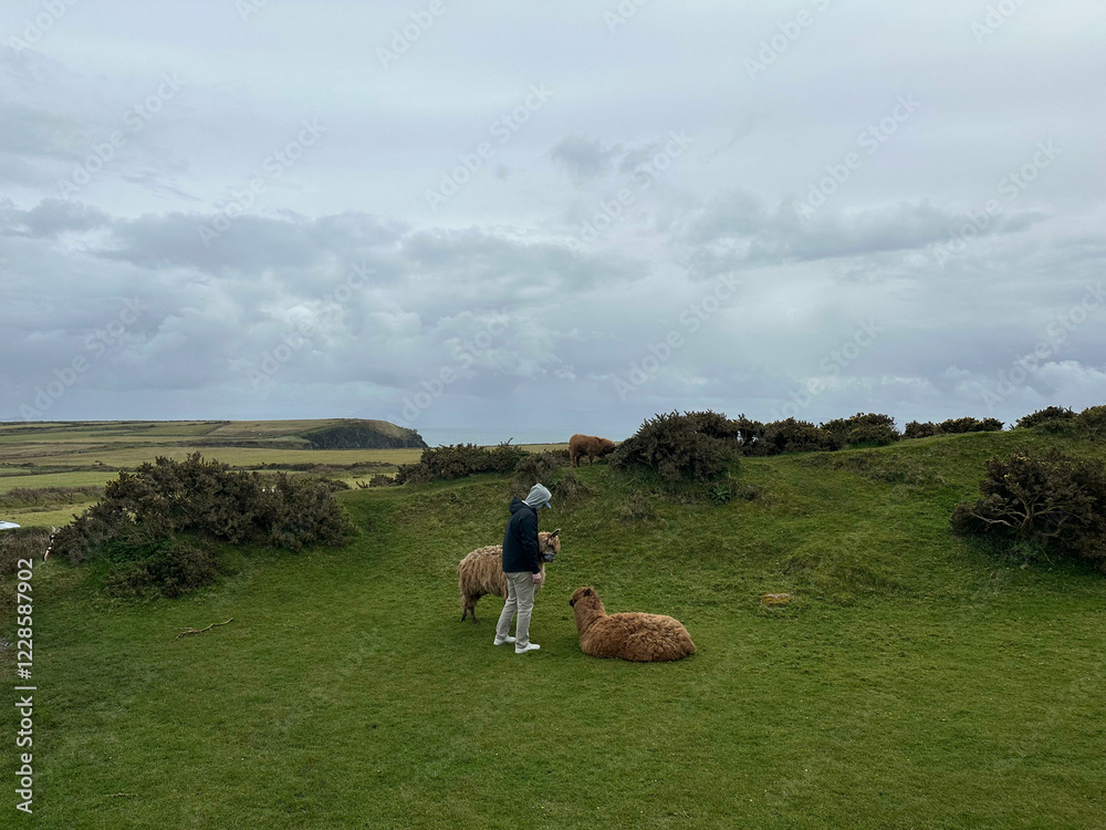 Fototapeta premium Llamas in Ireland