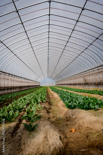 greenhouse with spinach  plants