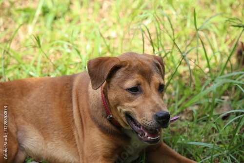 Brown Pitbull and Bang Kaeo mixed breed puppy dog lying on grass in the garden