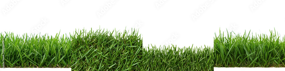 Fototapeta premium Fresh green grass field in natural outdoor environment background with lush vegetation and forestry