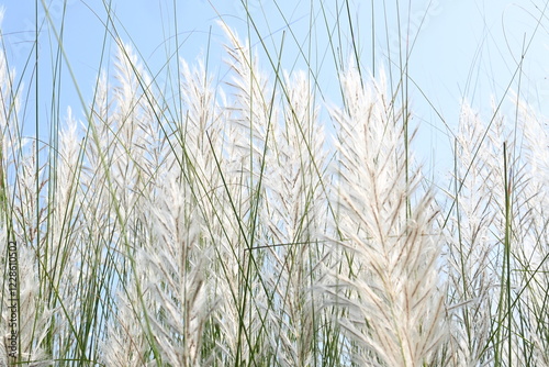 Saccharum spontaneum flower. Its other names wild sugarcane and Kans grass. Its grass native to the Indian Subcontinent. It is a perennial grass,growing up to three meters in height.