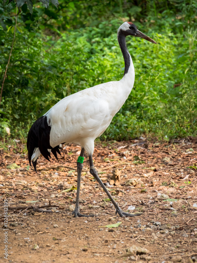 Fototapeta premium grey crowned crane in the zoo