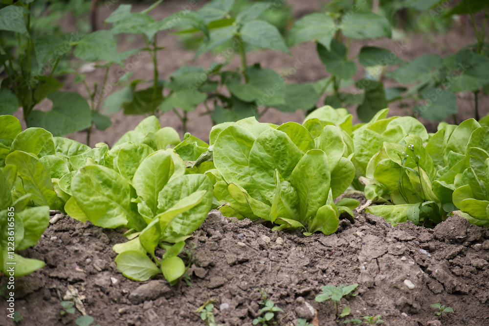 Fresh green lettuce growing in a garden with fertile soil