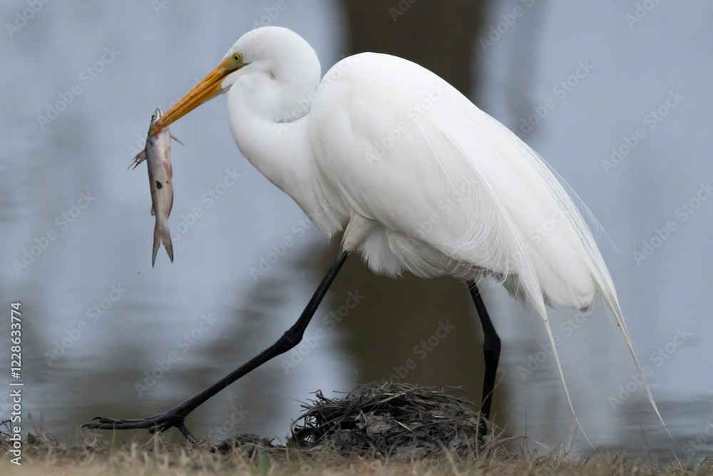 White egret striding away with fish in beak White egret striding away with fish in beak
