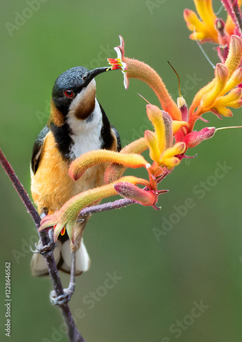 Eastern Spinebill photo