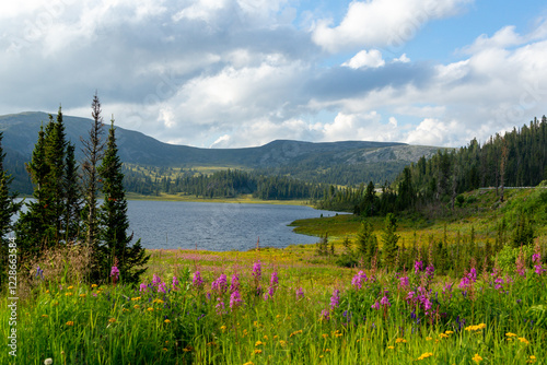 Mountain landscape. Beautiful shores of a mountain lake with blooming wild plants. Lake Oyskoye, Ergaki Nature Park photo