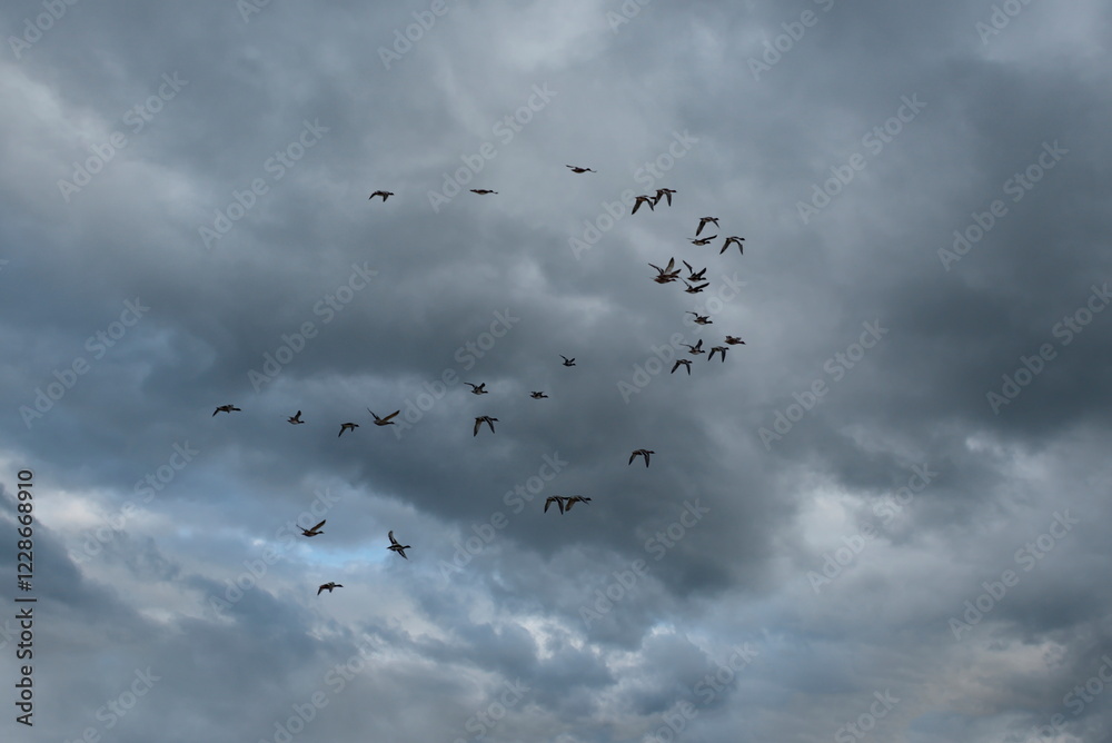 Russia. The Republic of Karelia. A flock of waterfowl flies to warm countries for winter quarters against the background of an autumn cloudy sky. Russia. The Republic of Karelia. A flock of waterfowl flies to warm countries for winter quarters against the background of an autumn cloudy sky.