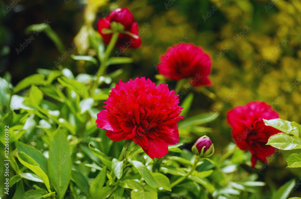 Interesting photo of beautiful flowers in bloom
Interesting photo of beautiful flowers in bloom