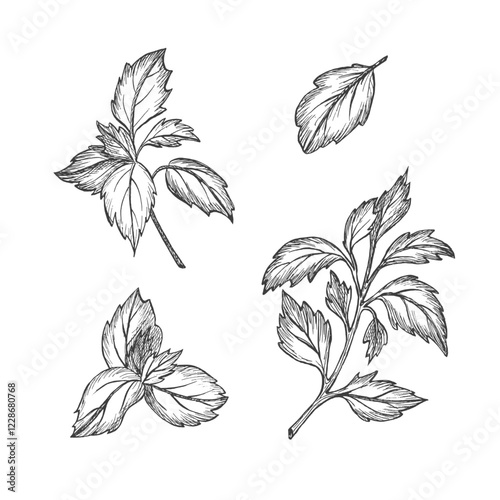 Set of sprig of Basil leaves. Graphic illustration. Vector. Healthy vegetarian food. Hand drawn isolated ink sketch. Greenery for menu, packaging spices, greengrocery, compositions with dishes