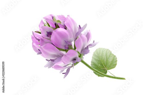 Bakuchiol flower on white background, natural skincare ingredient.
