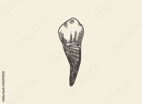 Illustration of an Human Tooth Canine Hand Drawn