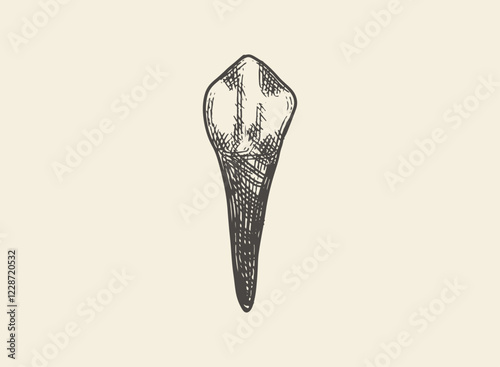 Illustration of an Human Tooth Canine Hand Drawn