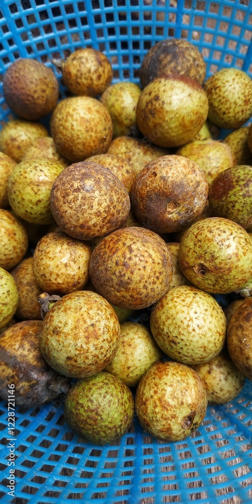 A close-up shot of a cluster of greenish-brown longan fruits nestled in a vibrant blue basket. The longans, with their mottled brown and green shells, appear fresh and ripe A close-up shot of a cluster of greenish-brown longan fruits nestled in a vibrant blue basket. The longans, with their mottled brown and green shells, appear fresh and ripe