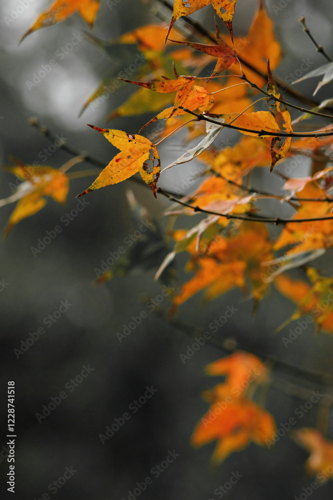 Sweet Gum.
Brilliant orange sweet gum leaves, some with distinctive star shapes, cling to thin branches. The blurred background highlights the vibrant autumn foliage. Sweet Gum.
Brilliant orange sweet gum leaves, some with distinctive star shapes, cling to thin branches. The blurred background highlights the vibrant autumn foliage.