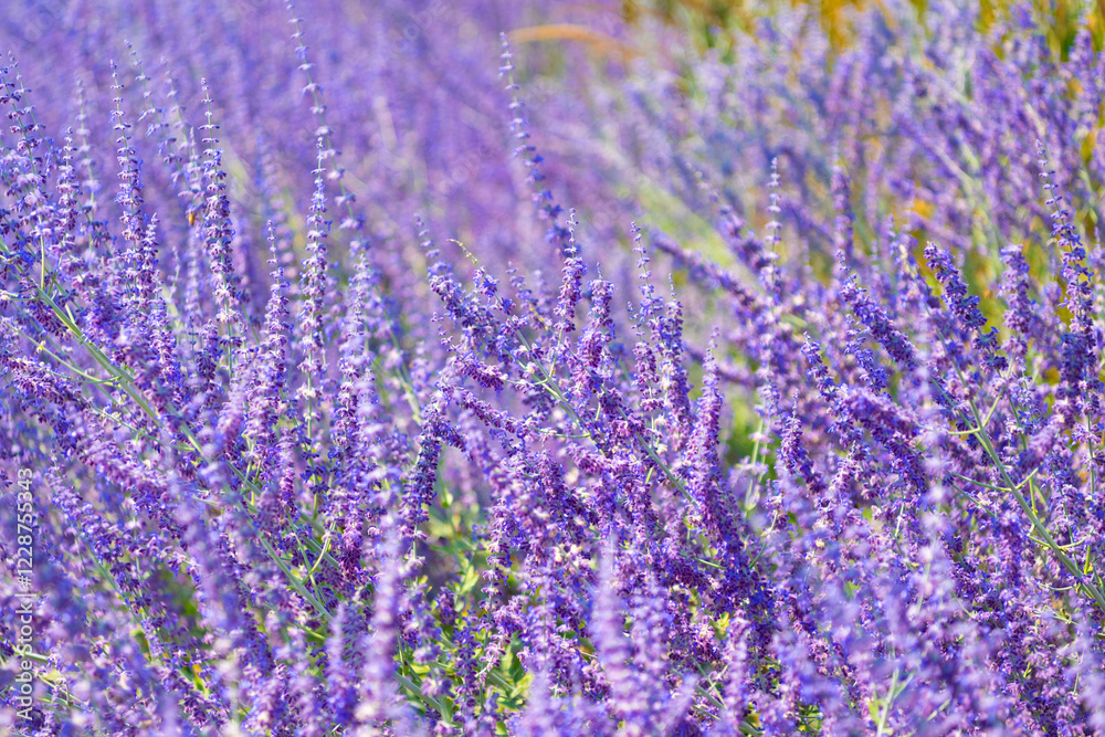 Fototapeta premium Purple lavender. Lavender flower in summer. France Provence field. Purple lavender bloom in nature. Composition of nature. Summer blooming flower. Blooming flower field. Field of lavender