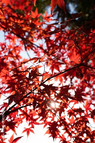 モミジの隙間から差し込む太陽 photo