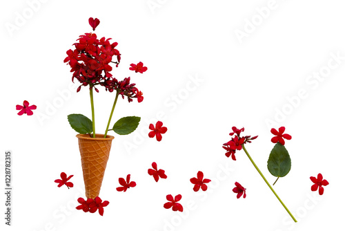 red flowers rubiaceae local flora arrangement flat lay style  photo