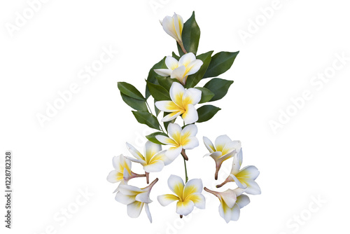 white flowers frangipani local flora of asia arrangement flat lay postcard style  photo