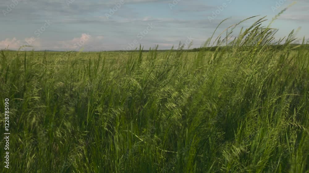 Tall green grass blowing in the wind, green field in spring