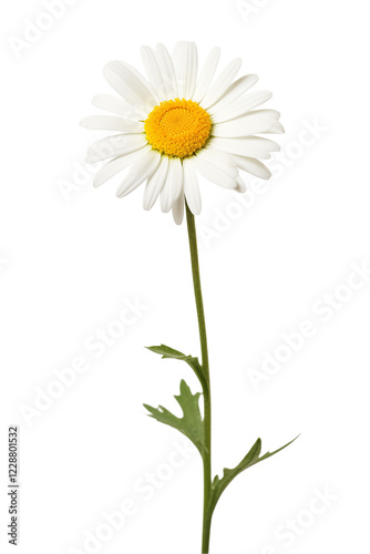 Daisy flower, Chamomile flower isolated on transparent background. Generative ai