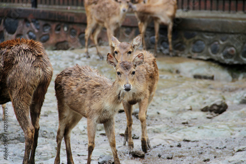 close-up photo of deer with their herd in the pen