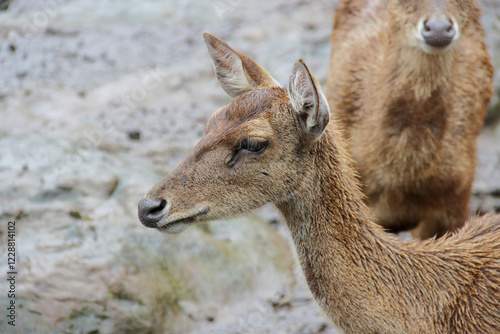 close-up photo of deer with their herd in the pen
