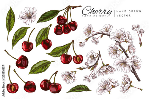 Vector set with berries with cherry leaves and flowers. A hand-drawn black-and-white and color sketch.
