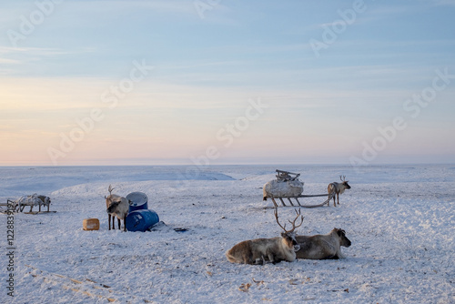 deer vacationing in the snow in the arctic tundra